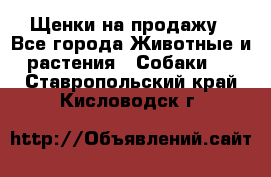 Щенки на продажу - Все города Животные и растения » Собаки   . Ставропольский край,Кисловодск г.